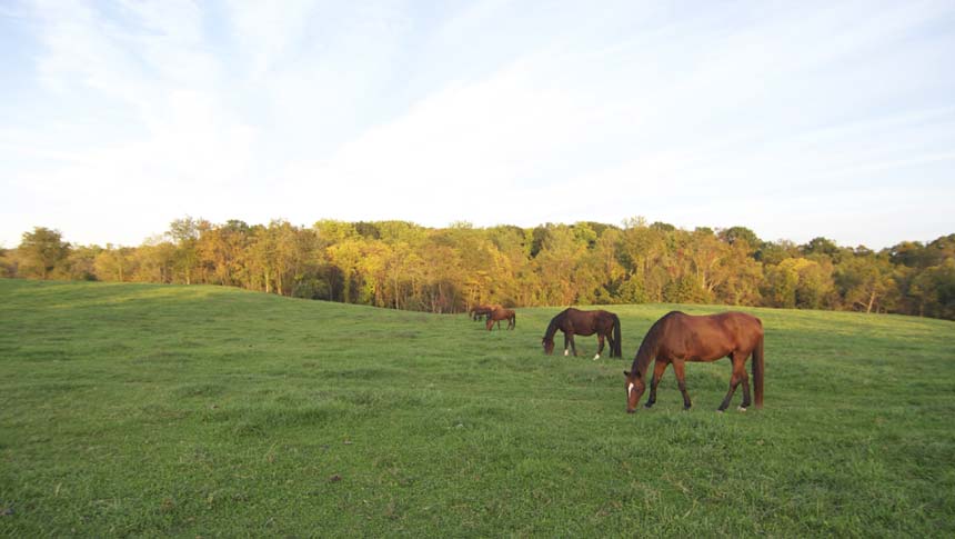 photo of horse at welbourne farm