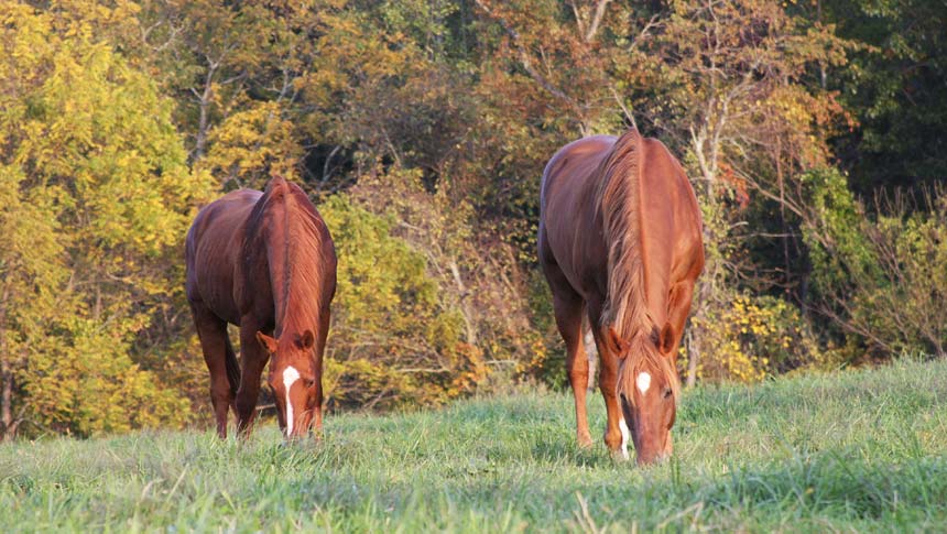 photo of horse at welbourne farm