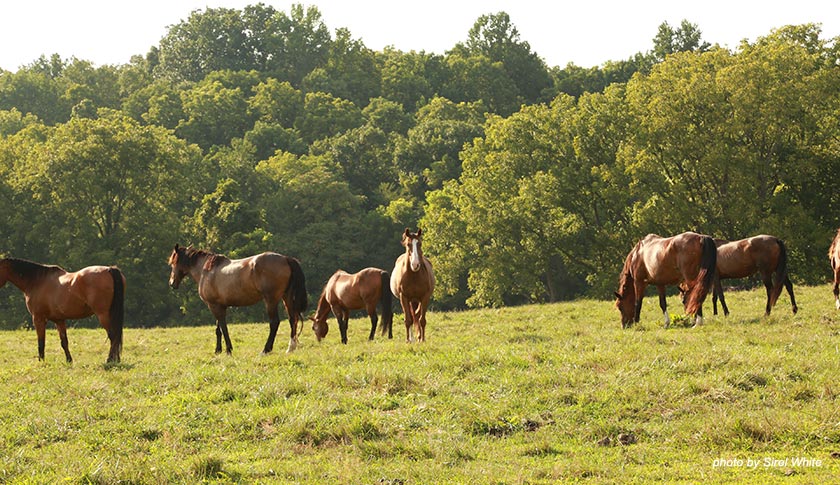 photo of horse at welbourne farm