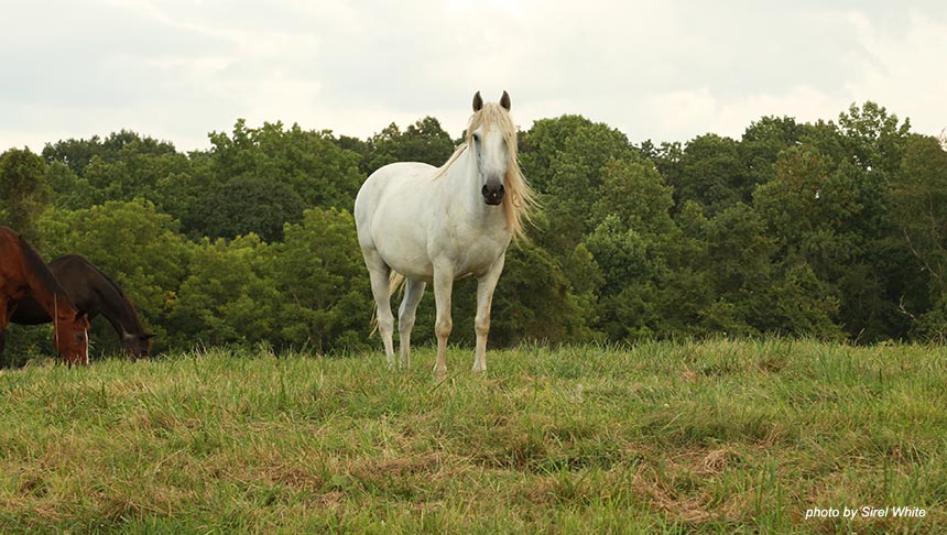 photo of horse at welbourne farm