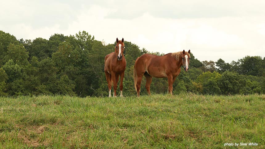 photo of horse at welbourne farm