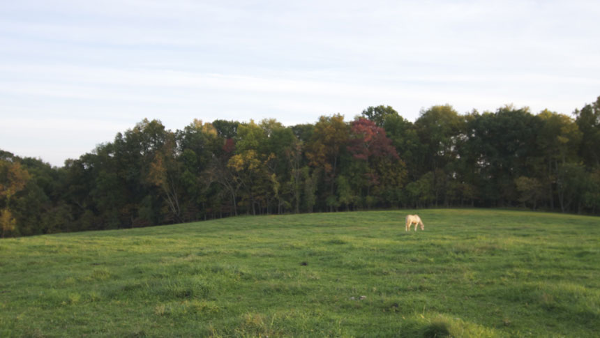 photo of horse at welbourne farm