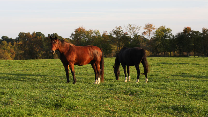 photo of horse at welbourne farm