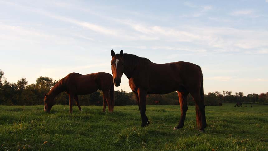 photo of horse at welbourne farm